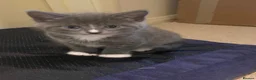Mixed Breed cats for sale: 4 Adorable kittens for sale  in Newton Abbot - Advert 1