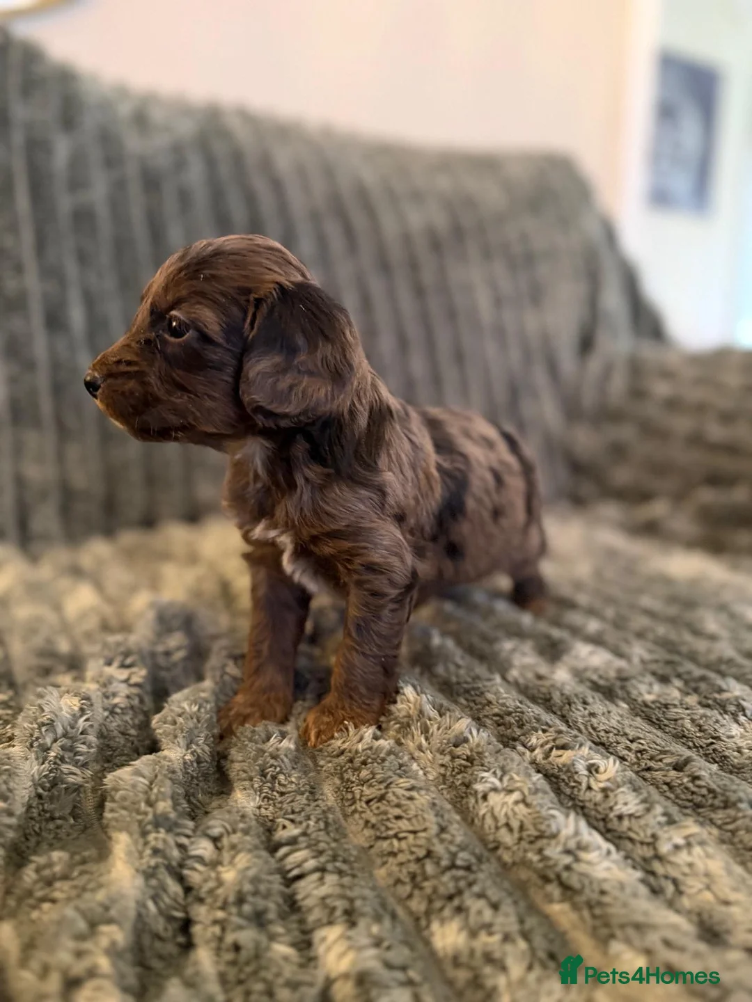 Cockapoo dogs for sale: MERLE COCKAPOO PUPPIES - Advert 18