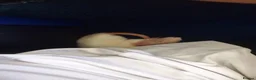 Rat rodents for sale: 2 feme Dumbo rats  in Wakefield - Advert 10
