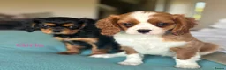 Cavalier King Charles Spaniel dogs for sale: 🐾KC reg,Extensively health tested Cavalier pups🐾 - Advert 2