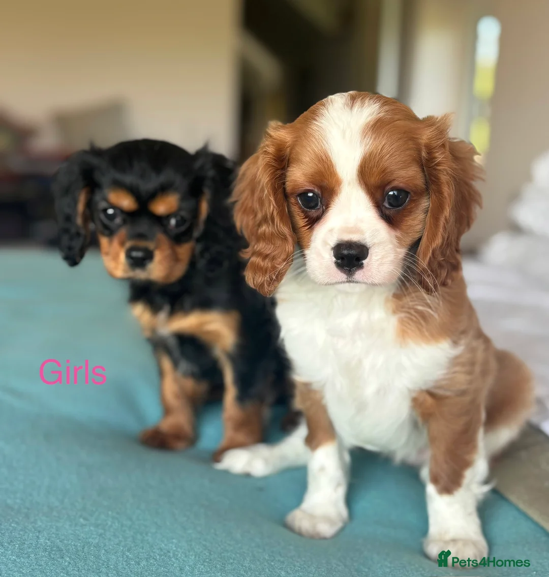 Cavalier King Charles Spaniel dogs for sale: 🐾KC reg,Extensively health tested Cavalier pups🐾 - Advert 2