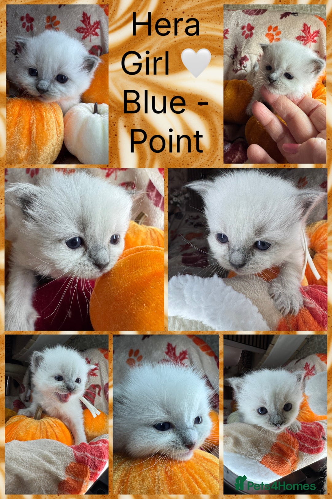Ragdoll cats for sale: 🏆 gccf ragdoll grand champion kittens 🏆 - Image 36