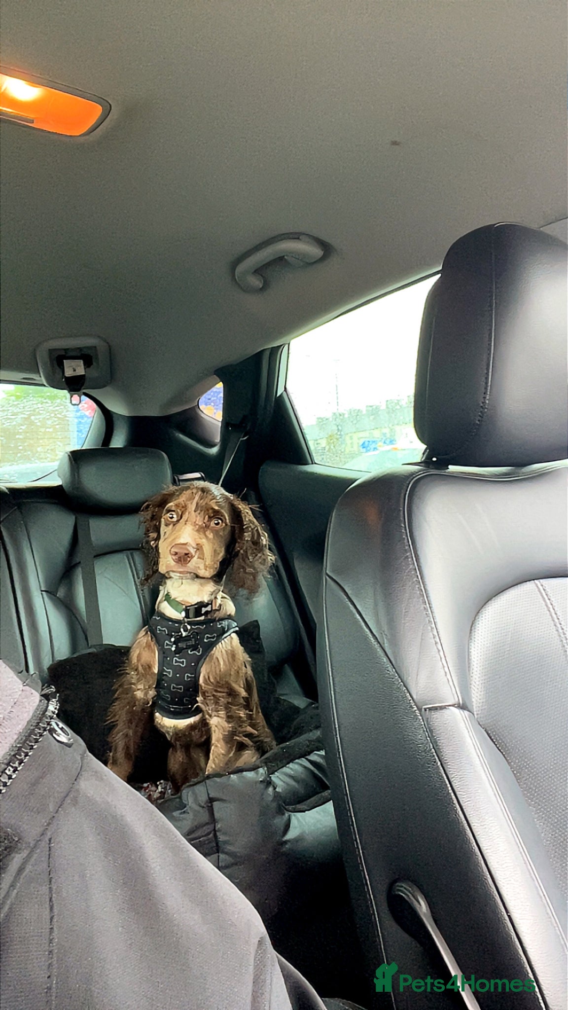 Cocker Spaniel dogs for sale: Merle working cocker spaniel puppy  in Burnley - Advert 4