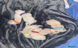 Chihuahua dogs for sale: beautiful chihuahua puppies available - Image 3