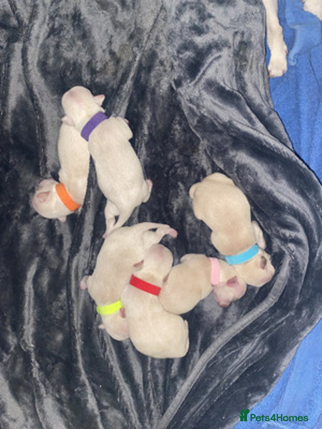 Chihuahua dogs for sale: beautiful chihuahua puppies available - Image 3