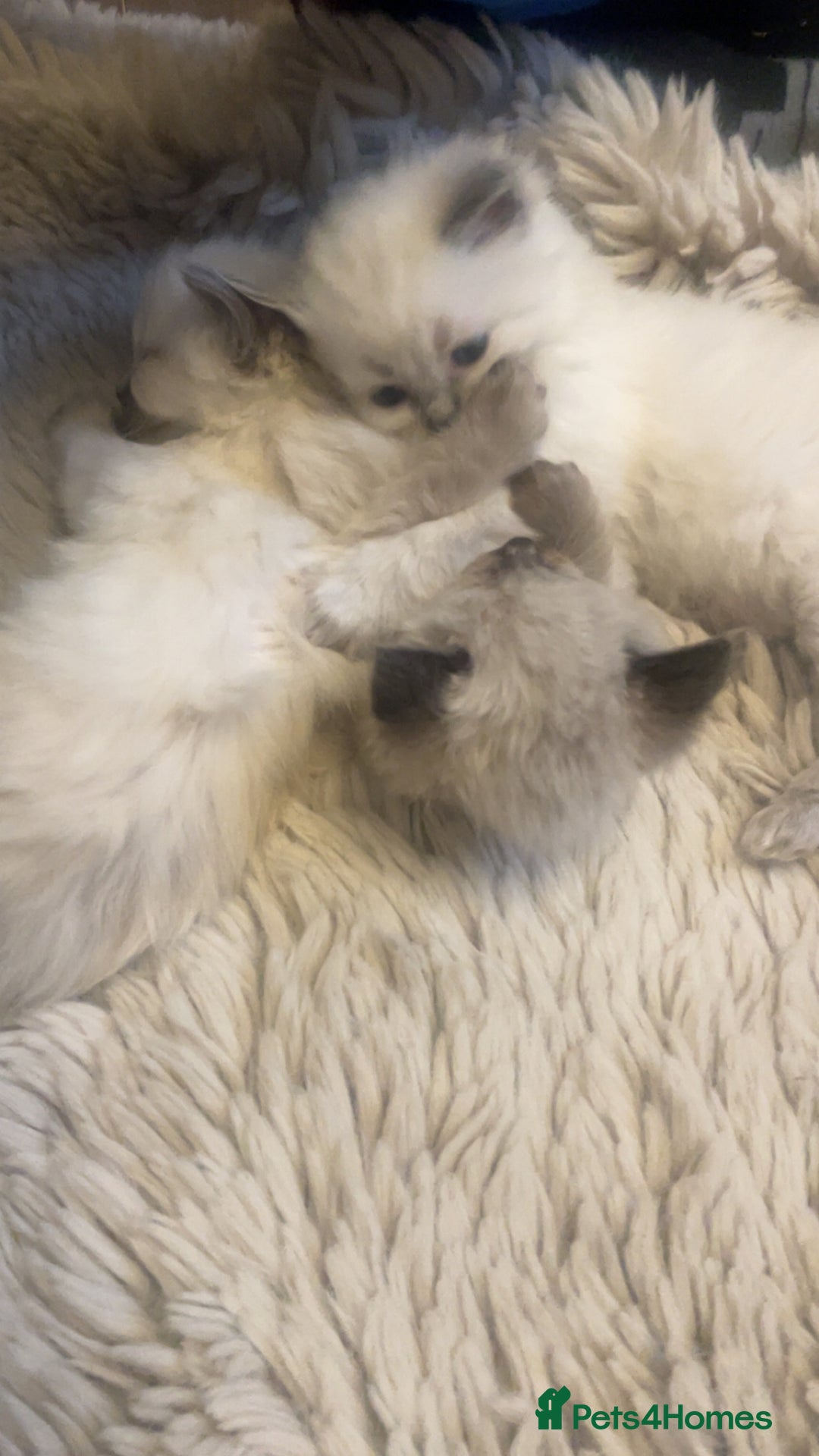 Ragdoll cats for sale: Beautiful blue eyed ragdoll  - Advert 5