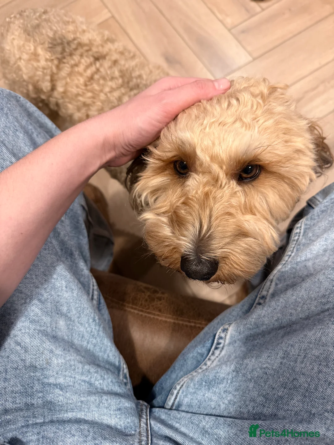 Mixed Breed dogs for sale: Tibetan Terrier Cross Puppies  - Advert 8