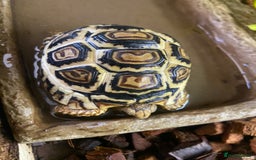 Tortoise reptiles for sale: Leopard tortoise Babies- Rare colour High  Whites - Image 9