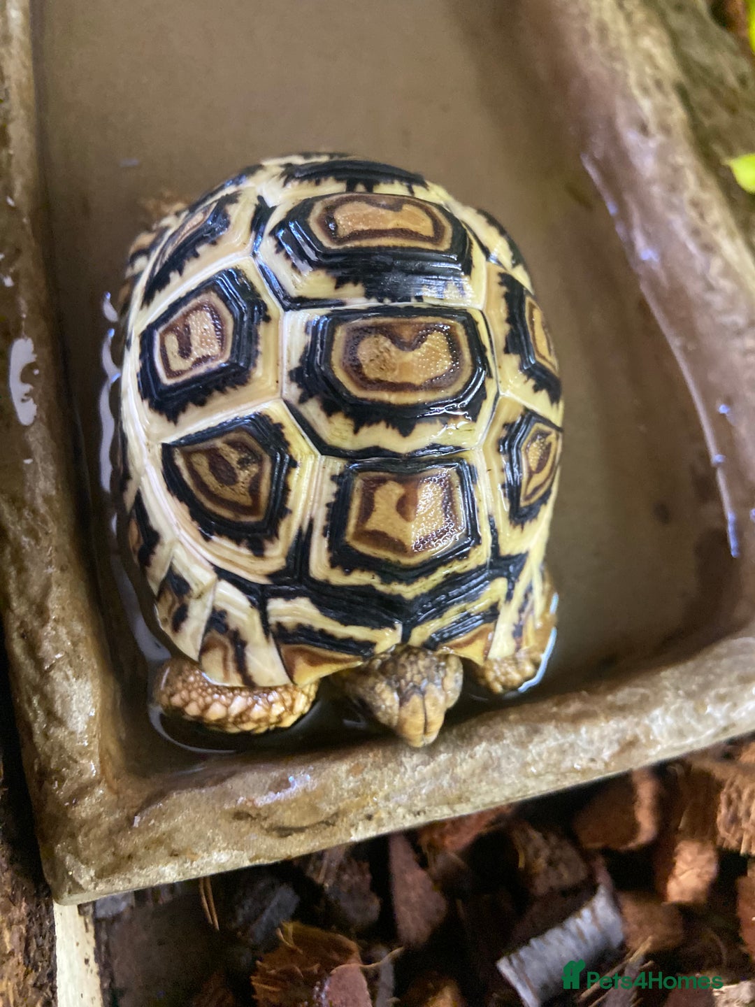 Tortoise reptiles for sale: Leopard tortoise Babies- Rare colour High  Whites - Image 9