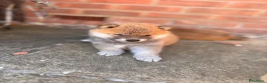 Japanese Shiba Inu 1