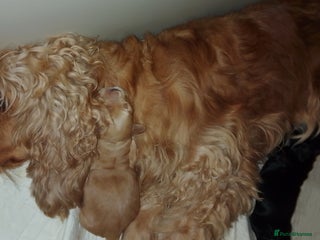 Cocker Spaniel dogs kc registered show type cocker spaniel puppies - Advert 2