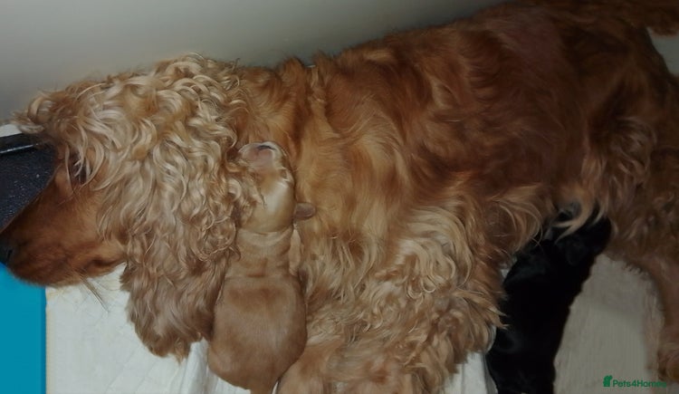 Cocker Spaniel dogs - Advert 13