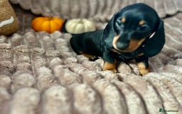 Dachshund dogs for sale: Dachshunds mini puppies   - Image 21