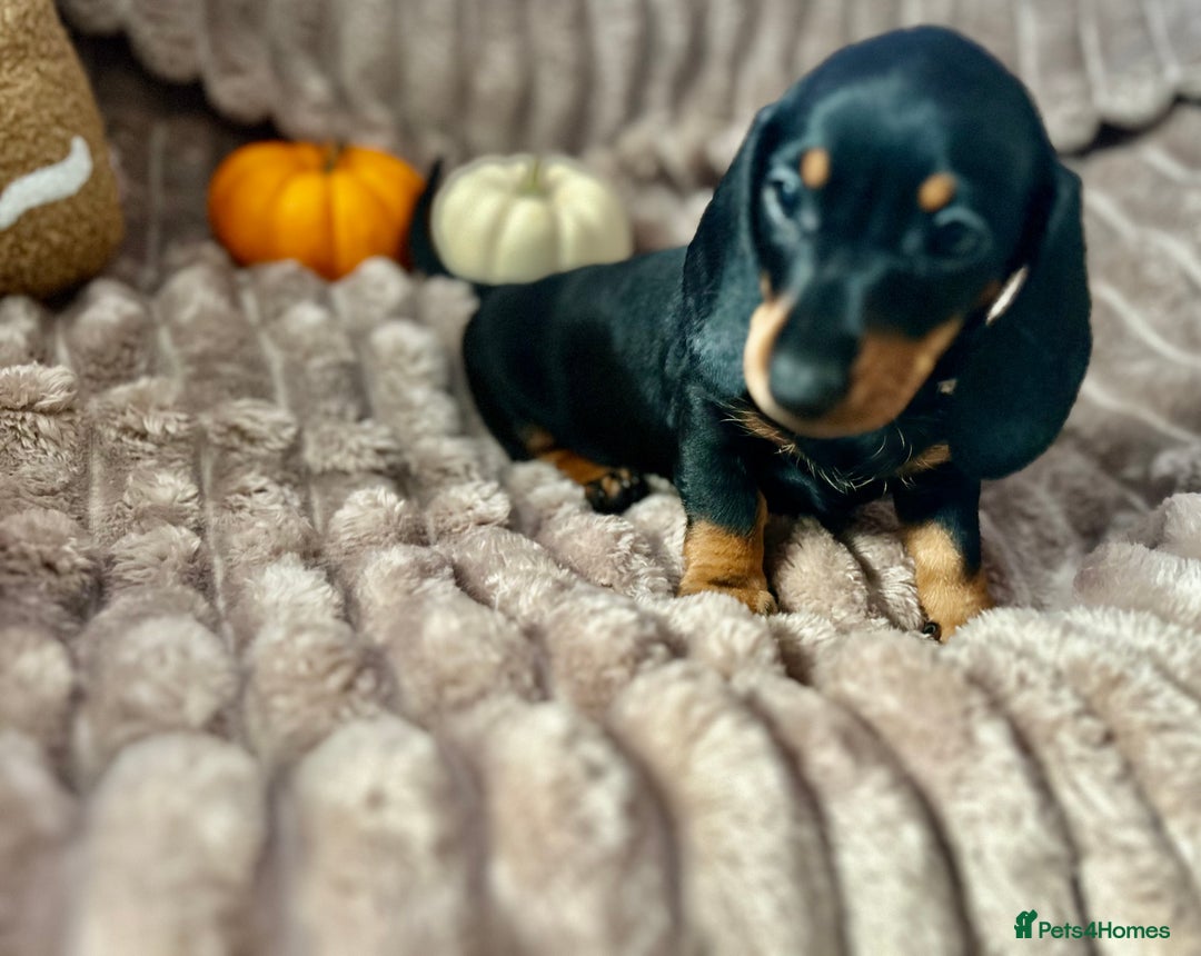 Dachshund dogs for sale: Dachshunds mini puppies   - Image 21