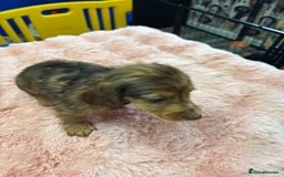 Mixed Breed dogs for sale: Puppies - Image 5