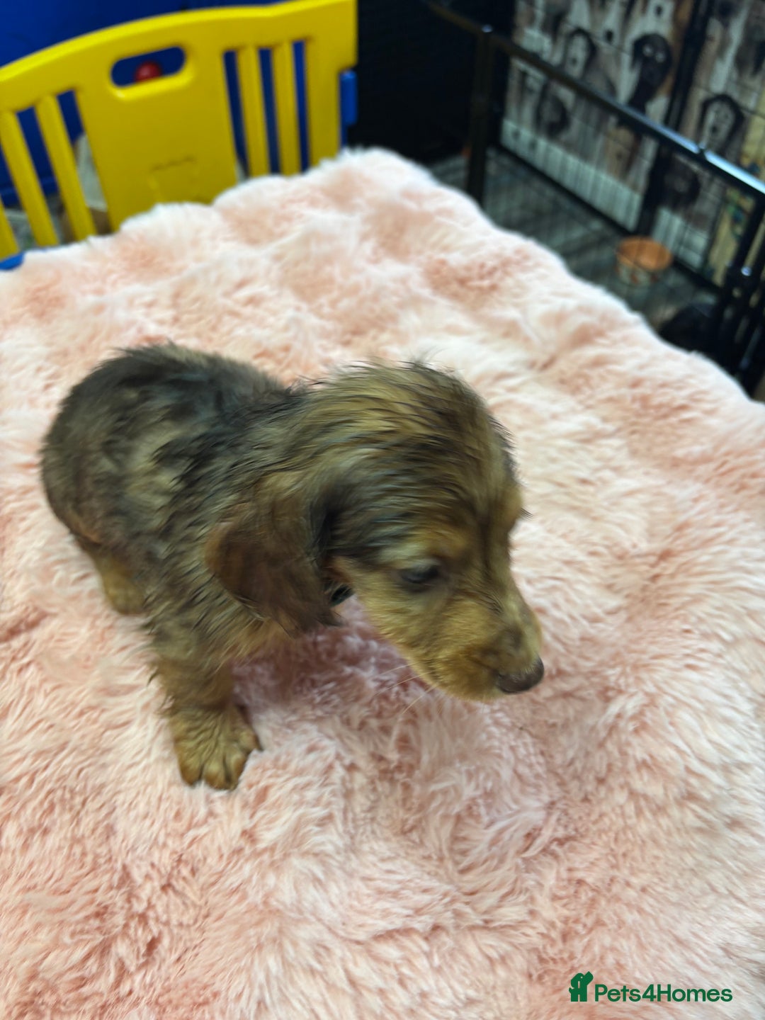 Mixed Breed dogs for sale: Puppies - Image 5
