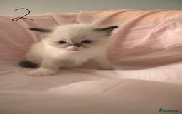 Ragdoll cats for sale: Ragdoll Kittens - Image 5