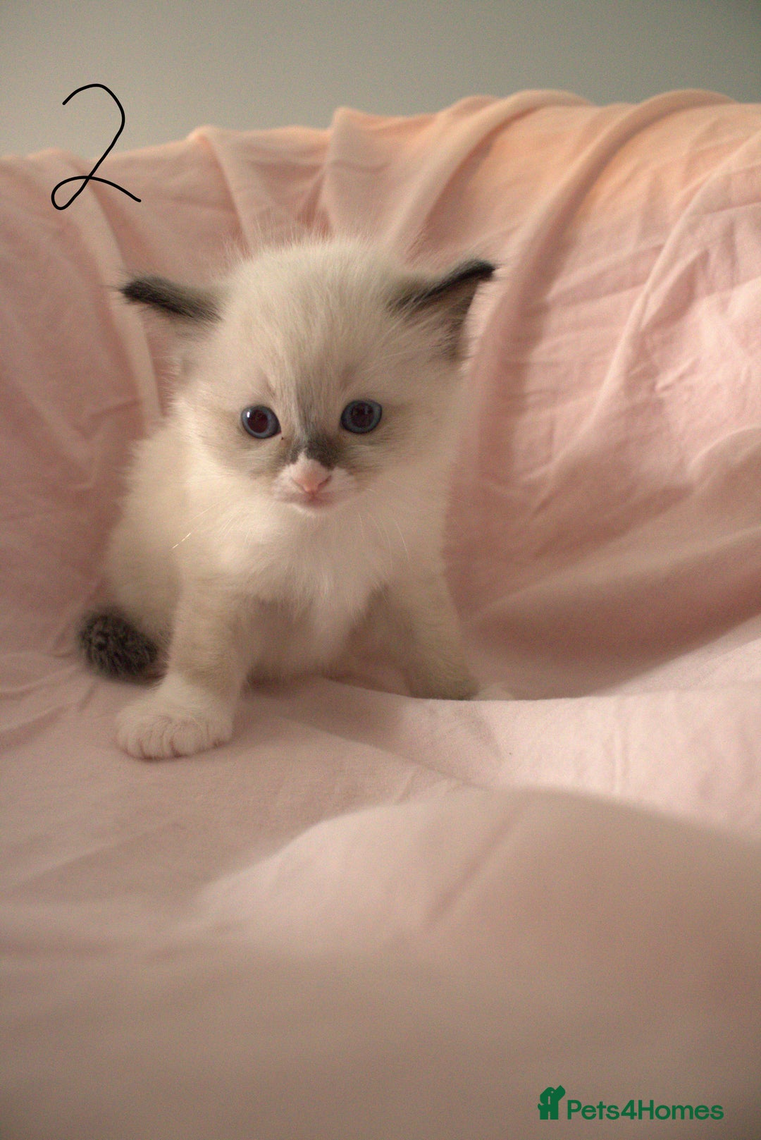 Ragdoll cats for sale: Ragdoll Kittens - Image 5