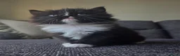 Mixed Breed cats for sale: Adorable long haired girls looking for 5* homes - Advert 15