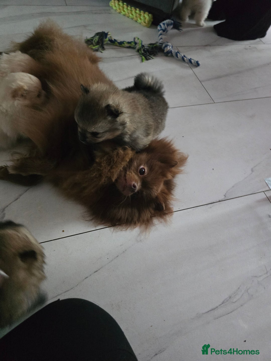 Pomeranian dogs for sale: Beautiful miniature Pomeranians  - Image 18