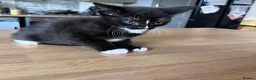 Mixed Breed cats for sale: Adorable Kittens Ready for Their New Hom - Advert 5