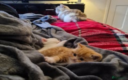 Persian cats for sale: Beautiful Persian X BSH Kittens  - Image 3
