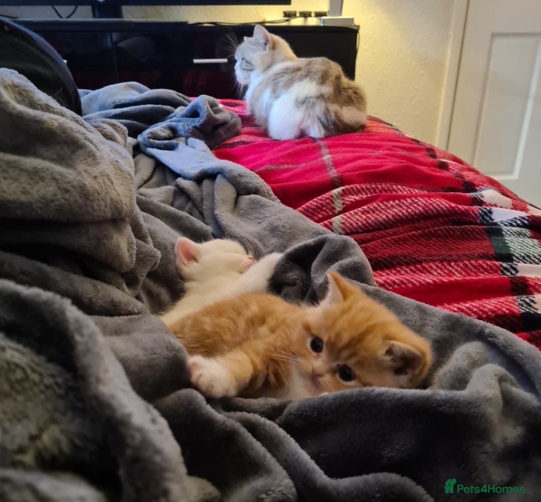 Persian cats for sale: Beautiful Persian X BSH Kittens  - Image 3