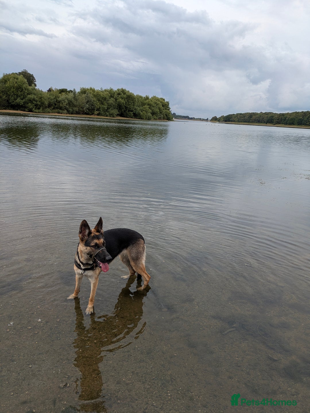 German Shepherd dogs for sale: Female German shepherd  - Advert 5