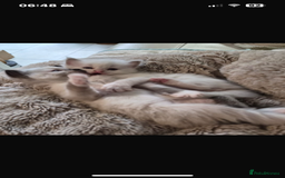 Ragdoll cats for sale: Blue mitted and bicolour ragdolls - Image 24