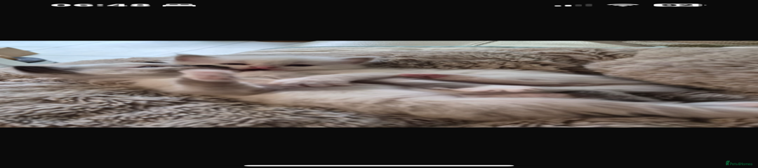 mitted blue/mitted seal end Nov 