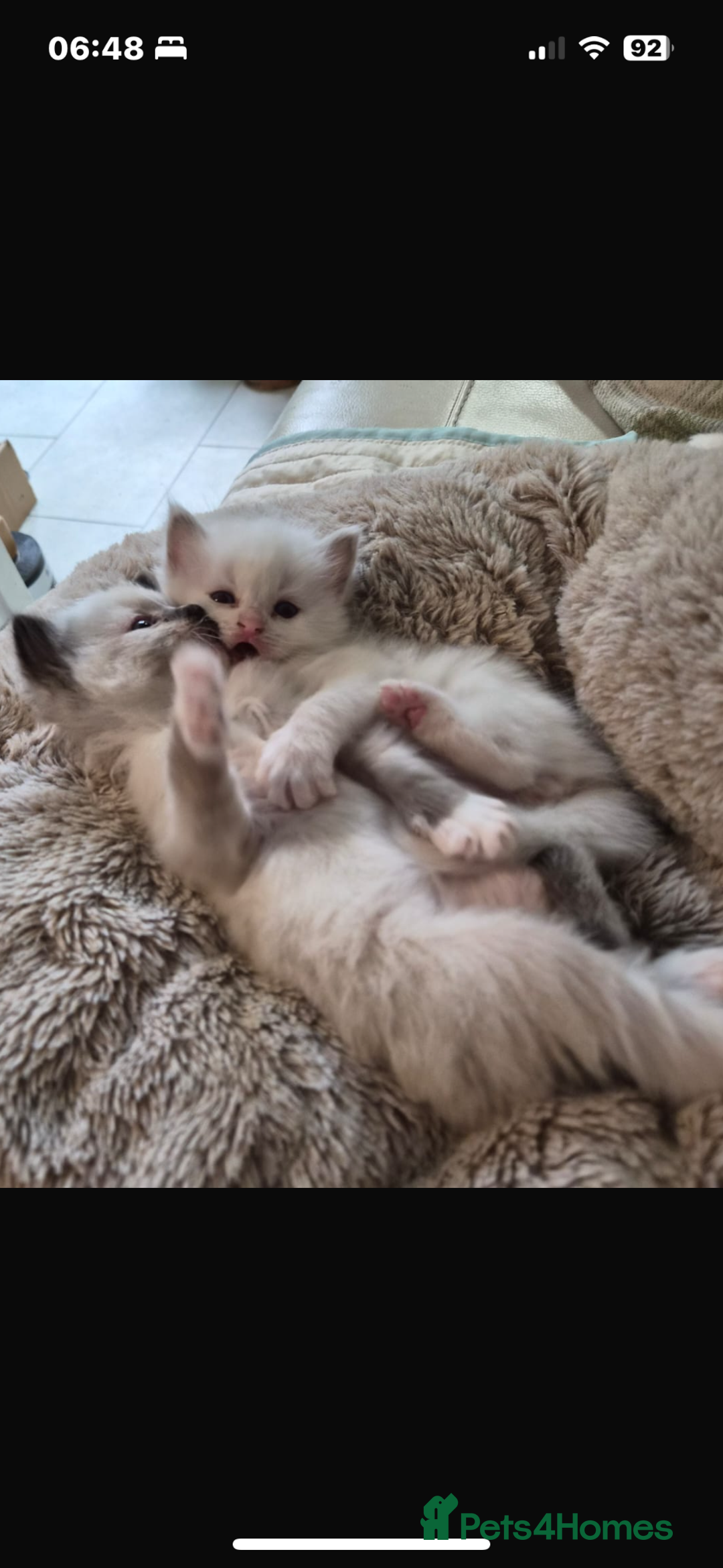 Ragdoll cats for sale: Blue mitted and bicolour ragdolls - Image 24