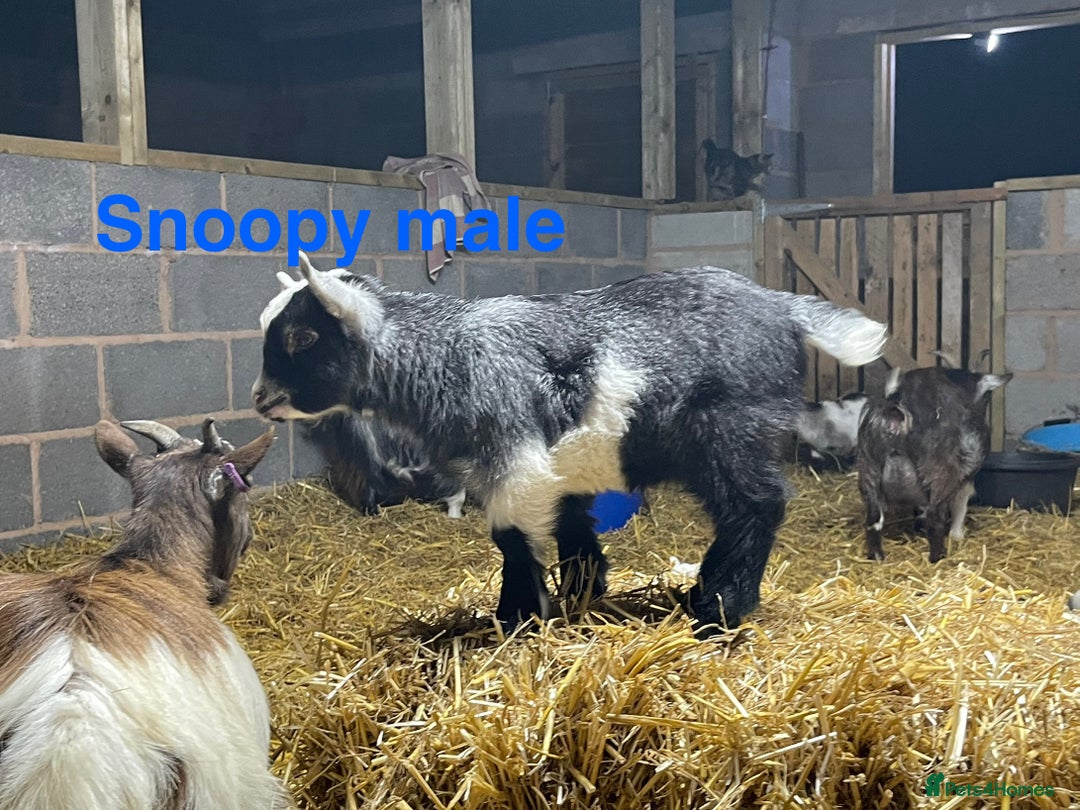 Goats livestock for sale: Pedigree Registered Pygmy Goat Kids - Advert 5