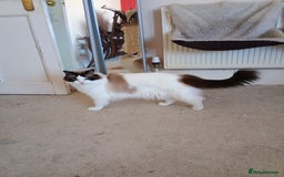 Ragdoll cats for sale: Pedigree Ragdoll BondingPair Adult Cats  - Image 4