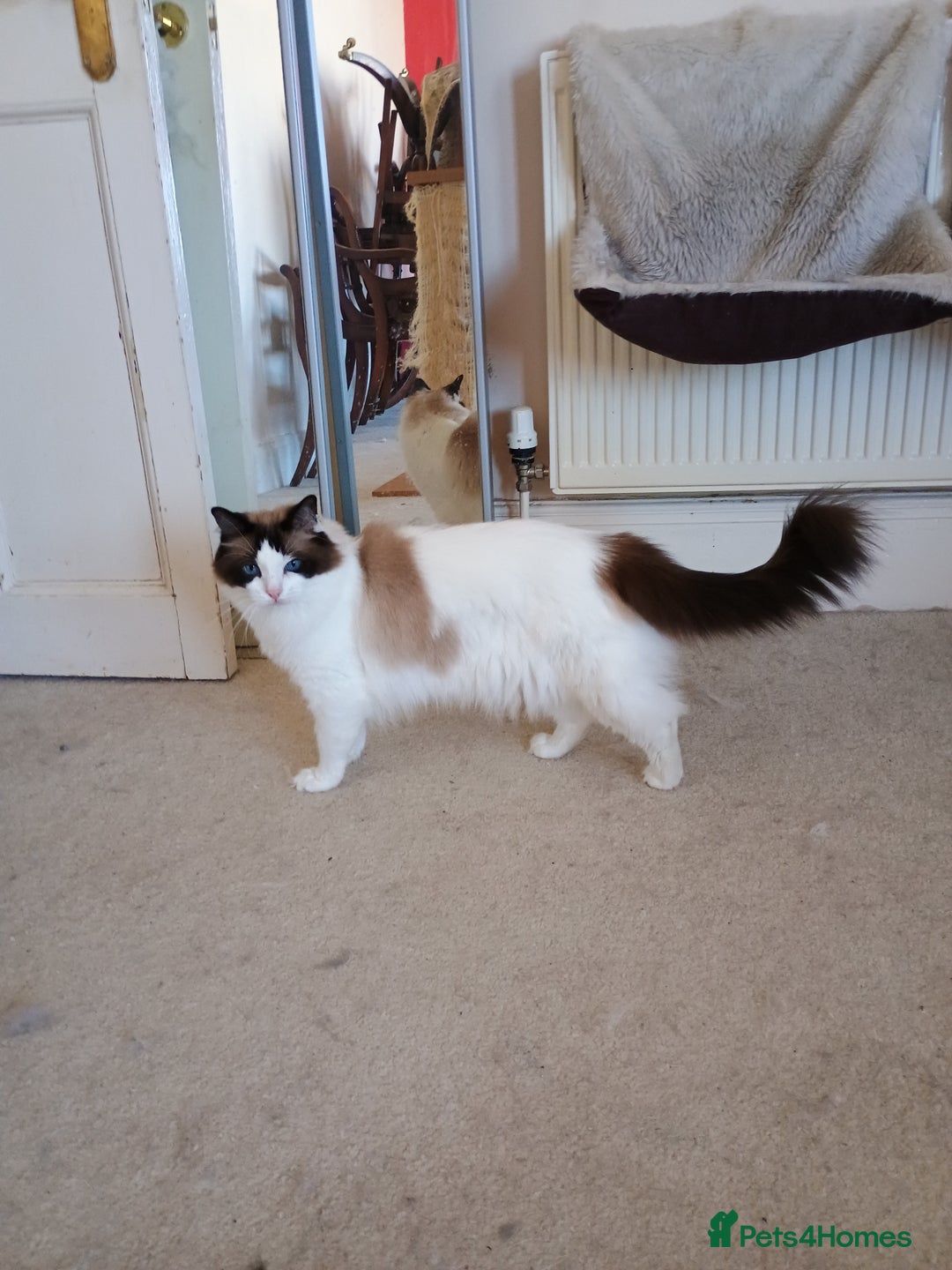 Ragdoll cats for sale: Pedigree Ragdoll BondingPair Adult Cats  - Image 4