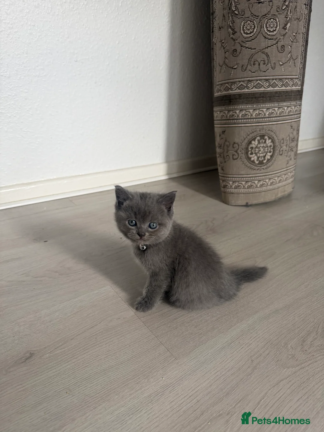 British Shorthair cats for sale: simba - Advert 2