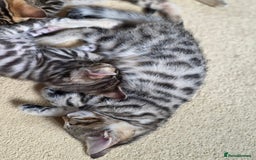 Bengal cats for sale: Bengal kittens. Absolutely beautiful!  - Image 12