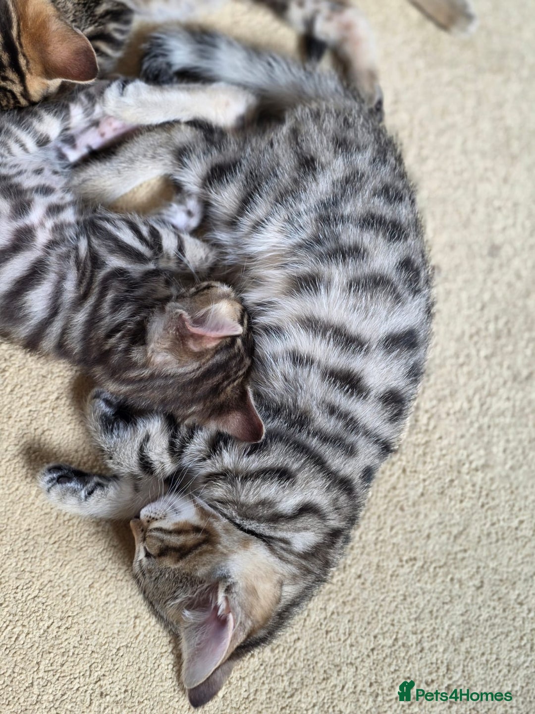 Bengal cats for sale: Bengal kittens. Absolutely beautiful!  - Image 12
