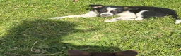 Mixed Breed dogs for sale: Lovely Border Collie x Australian Kelpie Pups   in Llanrwst - Advert 13