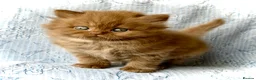 British Shorthair cats for sale: Beautiful pedigree kittens TICA registered  - Advert 10
