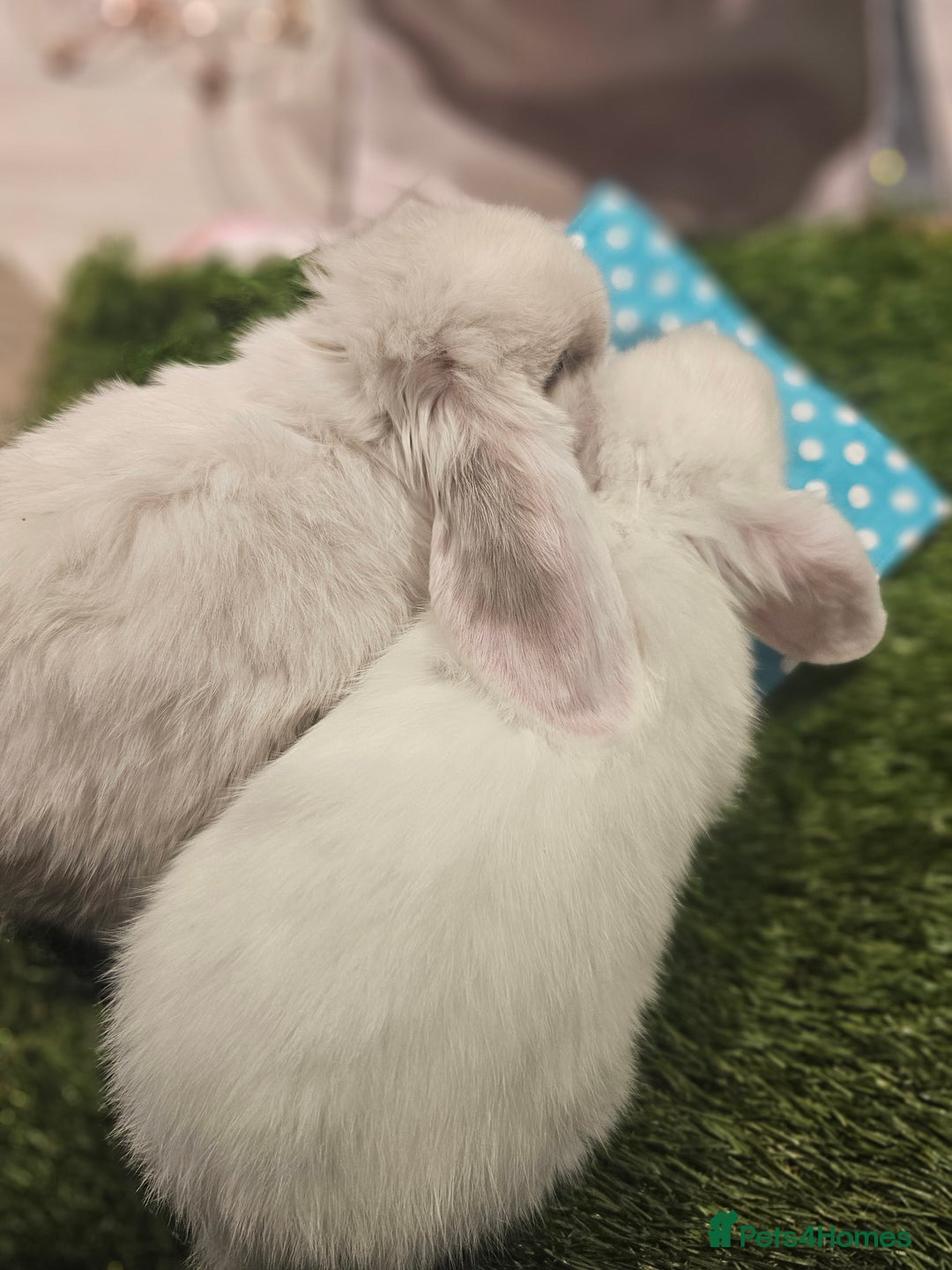 Mini Lop rabbits for sale: Pure Mini Lop Babies  - Advert 9