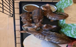 Toyger cats for sale: STUNNING TICA REG, PEDIGREE TOYGER CUBS - Image 2