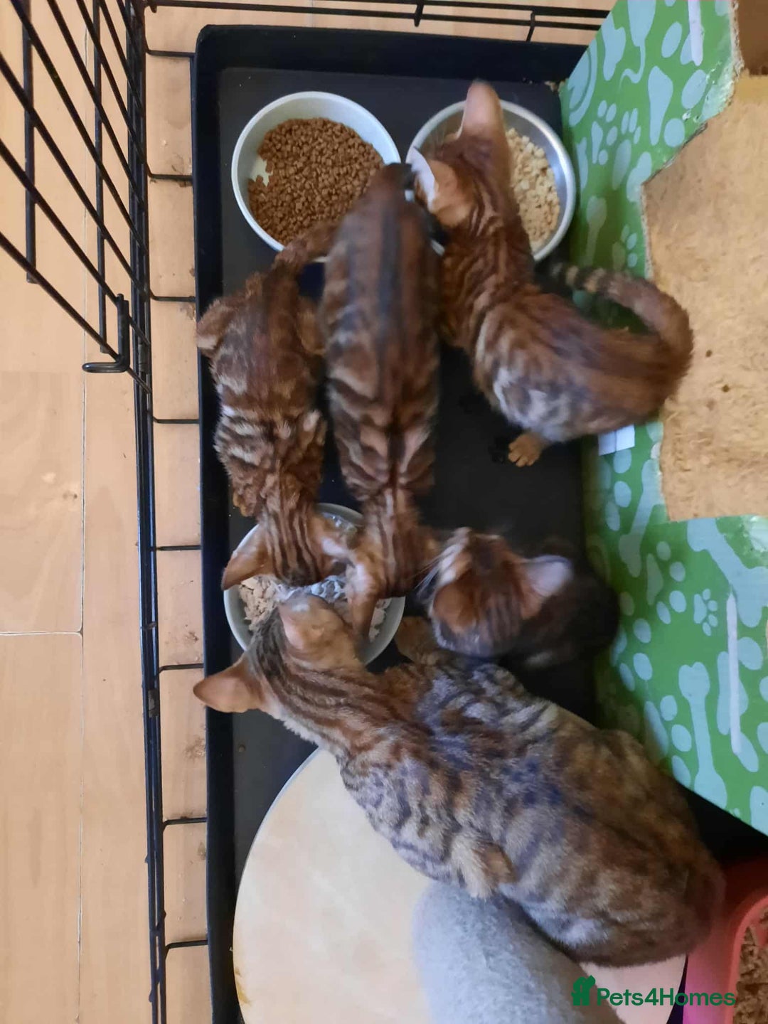 Toyger cats for sale: STUNNING TICA REG, PEDIGREE TOYGER CUBS - Image 2