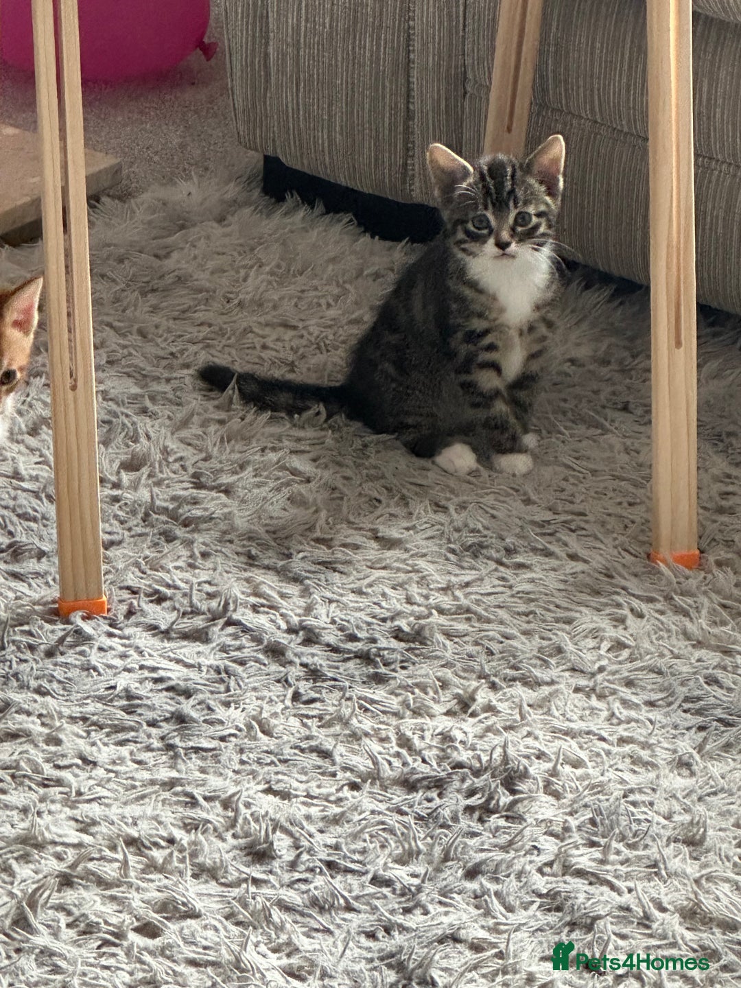 Domestic Shorthair cats for sale: 3 beautiful kittens for sale.  - Image 6