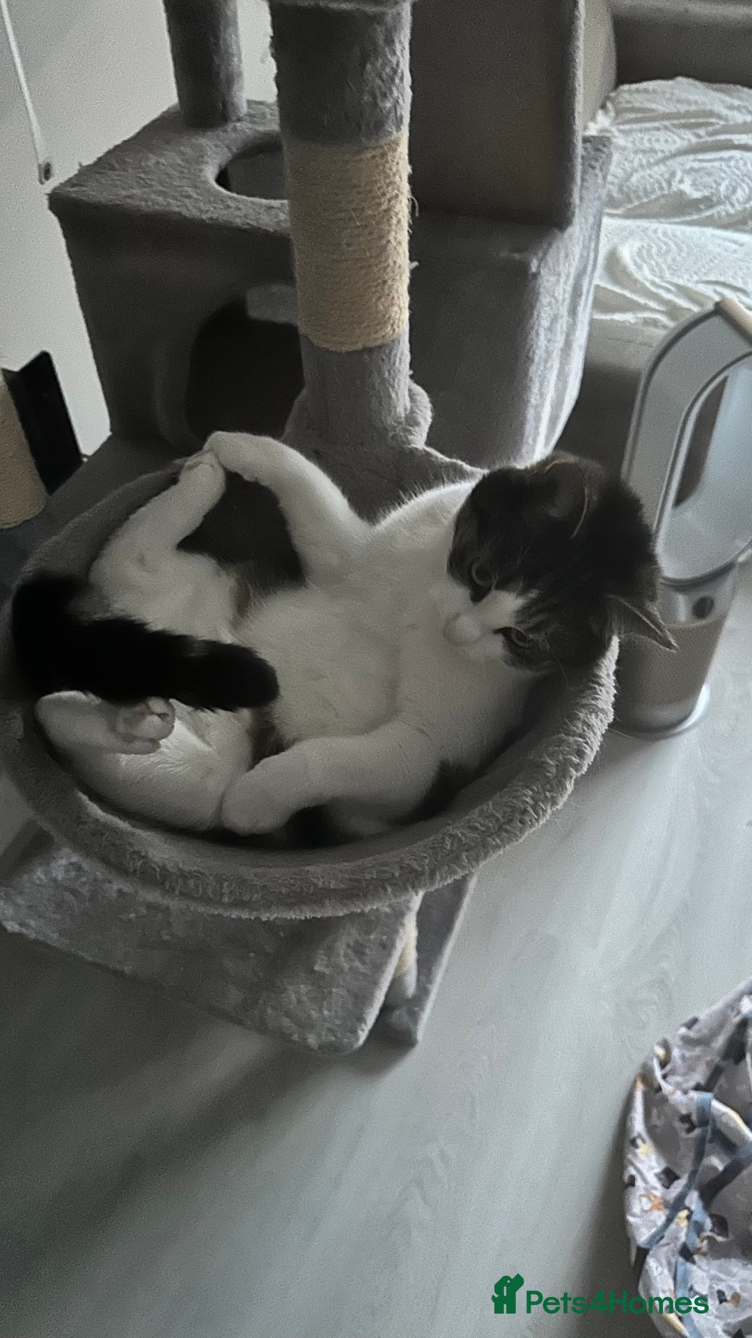 Mixed Breed cats for sale: Gentle giant for sale - Image 4