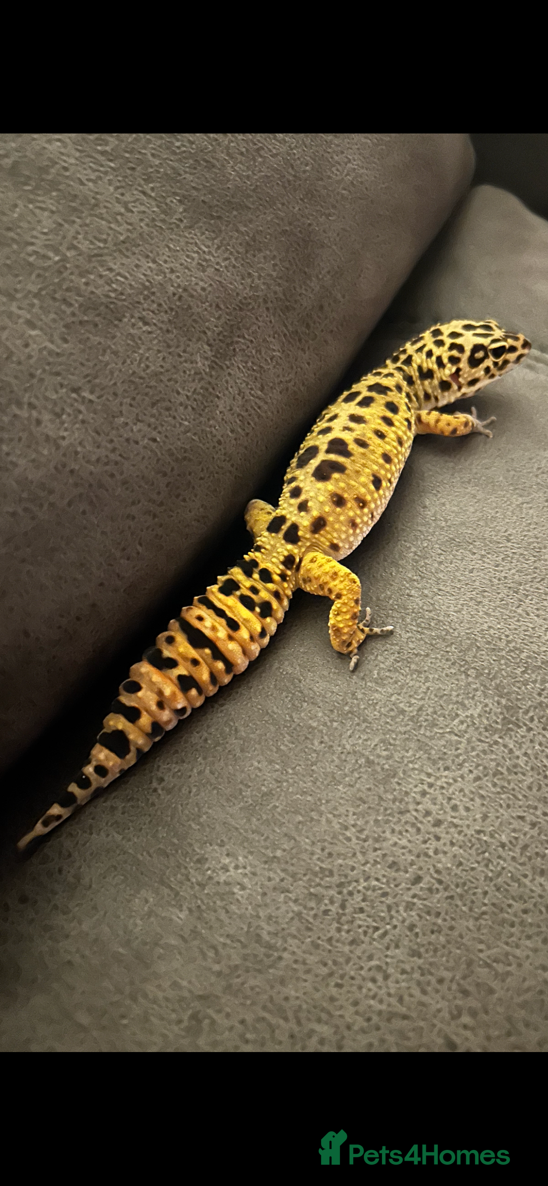 Leopard Gecko reptiles for sale: 3 year old leopard gecko complete setup.  - Advert 2