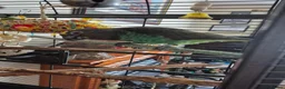 Parakeets birds for sale: Myers Parakeet in Warminster - Advert 3