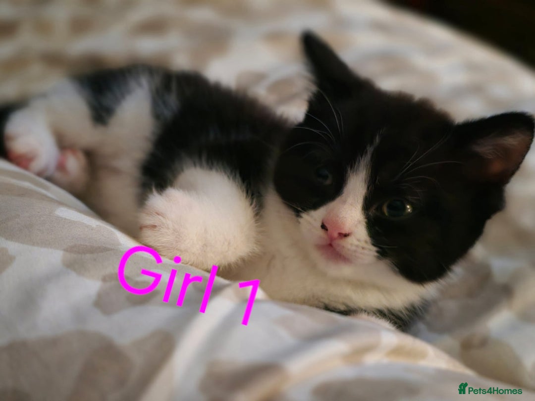 Mixed Breed cats for sale: 1 male 2 female  - Image 2