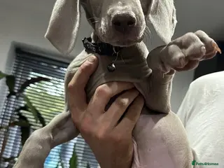 Weimaraner dogs 🌟4 READY 2 LEAVE🌟 🩶&💙 KC Reg Weimaraners 🩷&💙 - Advert 1
