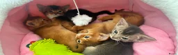 Abyssinian cats for sale: TICA Abyssinian kittens  - Advert 11