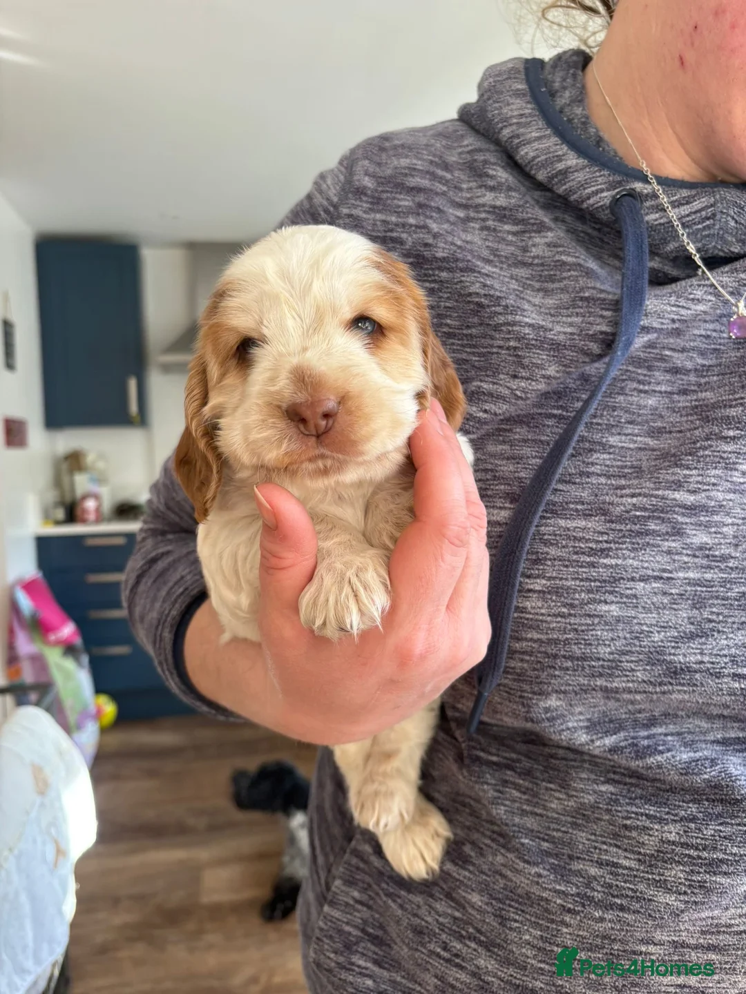 Cocker Spaniel dogs for sale: Show cocker spaniel puppy - Advert 6